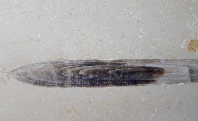 Hibolithes sp. (MONTFORT 1808) - Bild © FossNet FossilienStore